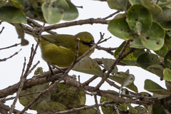 Chlorodrepanis virens