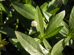 Alternanthera philoxeroides