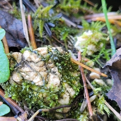 Jungermannia atrovirens