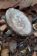 Amanita citrina