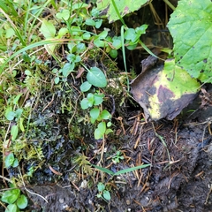 Jungermannia atrovirens