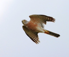Accipiter tachiro