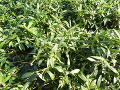 Alternanthera philoxeroides