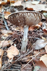 Amanita citrina