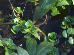 Ludwigia peploides