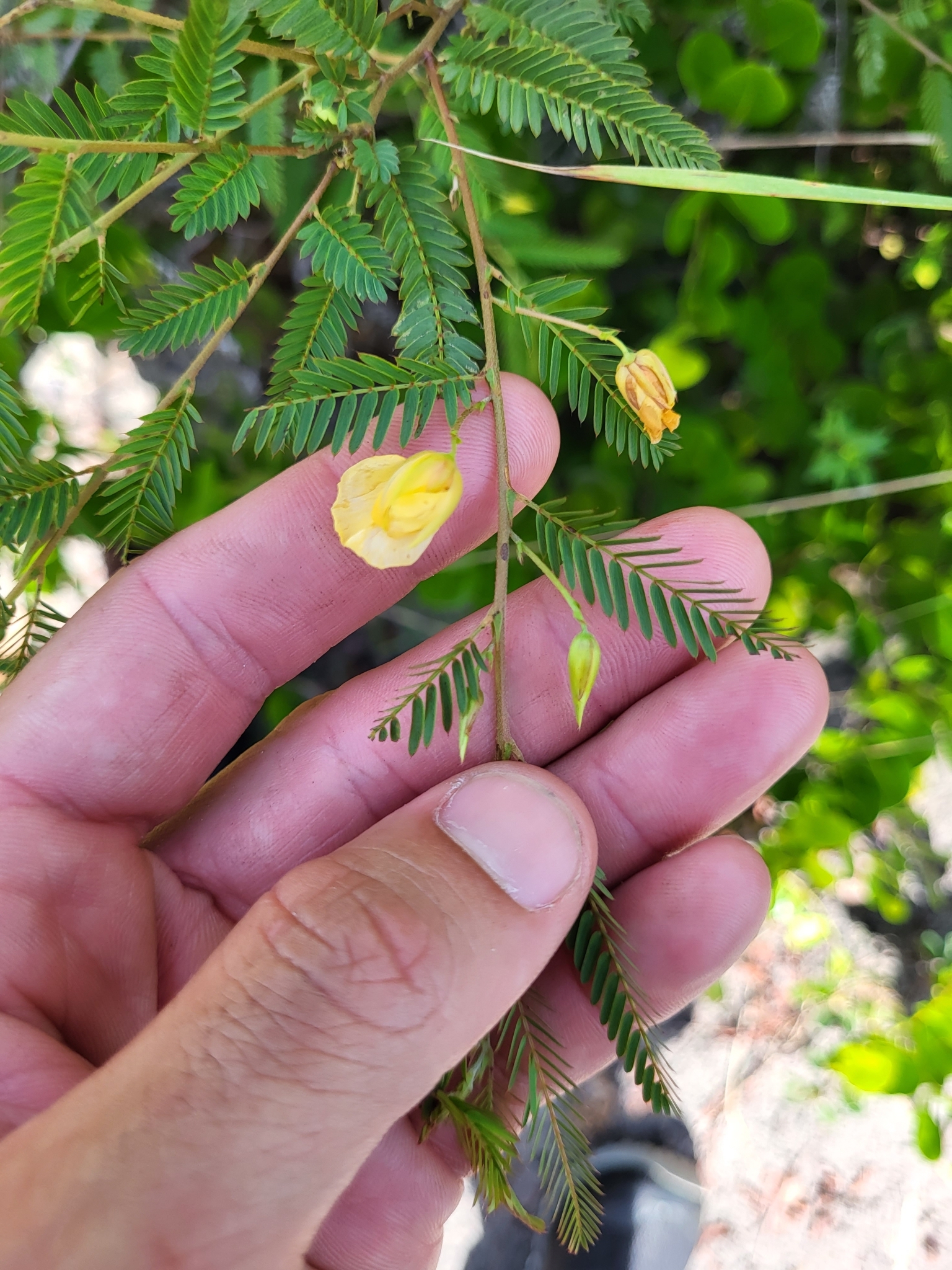 Chamaecrista glandulosa var. mirabilis