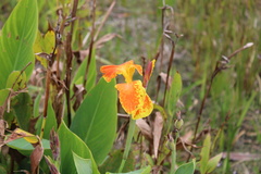 Canna × generalis