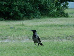 Corvus cornix