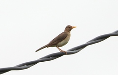 Turdus pelios
