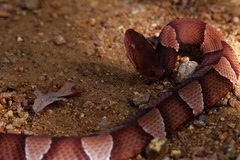 Agkistrodon laticinctus