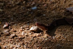 Agkistrodon laticinctus