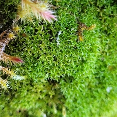 Bryoerythrophyllum recurvirostrum