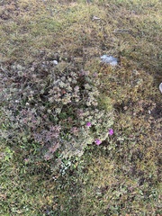 Rhododendron setosum