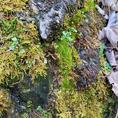 Bryoerythrophyllum recurvirostrum