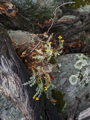 Ericameria cuneata