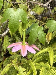 Passiflora tarminiana