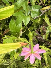 Passiflora tarminiana