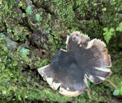 Amanita brunneolocularis