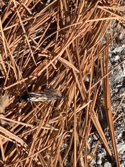 Pimpla pedalis