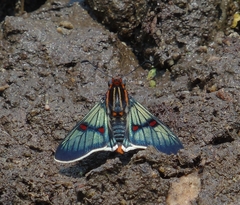 Amenis pionia