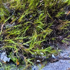 Flexitrichum gracile