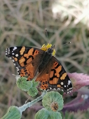 Vanessa annabella