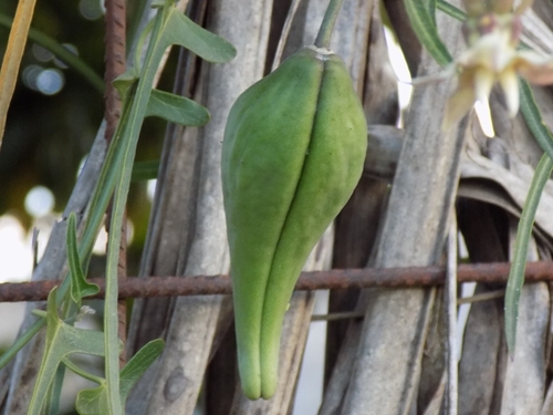 Araujia angustifolia (Araujia angustifolia)