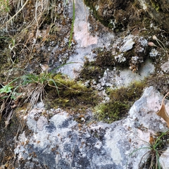 Flexitrichum gracile