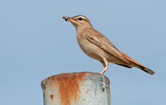 Cercotrichas galactotes syriaca