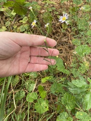 Symphyotrichum simmondsii
