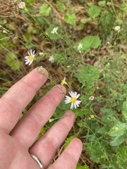 Symphyotrichum simmondsii