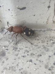 Dasymutilla quadriguttata