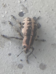 Eudiagogus rosenschoeldi