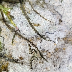 Jungermannia atrovirens