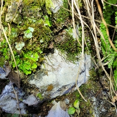 Jungermannia atrovirens