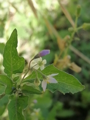 Solanum nigrescens