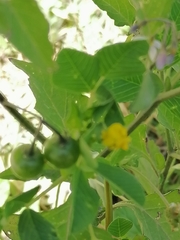 Solanum nigrescens