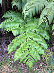 Cibotium glaucum