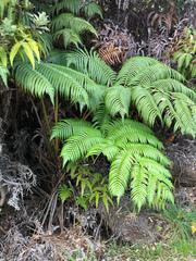 Cibotium glaucum