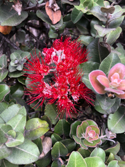 Metrosideros polymorpha