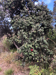 Metrosideros polymorpha