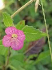 Oenothera rosea