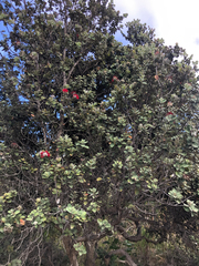 Metrosideros polymorpha