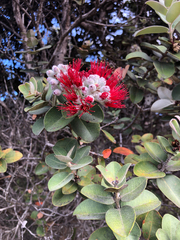 Metrosideros polymorpha