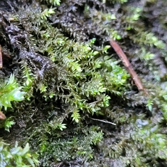 Rhynchostegium riparioides