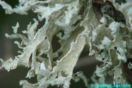 Inelegant Strap Lichen