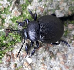 Timarcha goettingensis