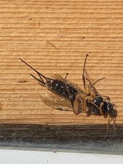 Pimpla pedalis