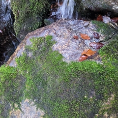 Hygrohypnum luridum