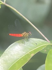 Lyriothemis meyeri